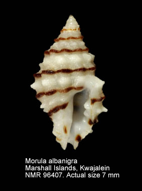 Morula albanigra.jpg - Morula albanigra Houart,2002